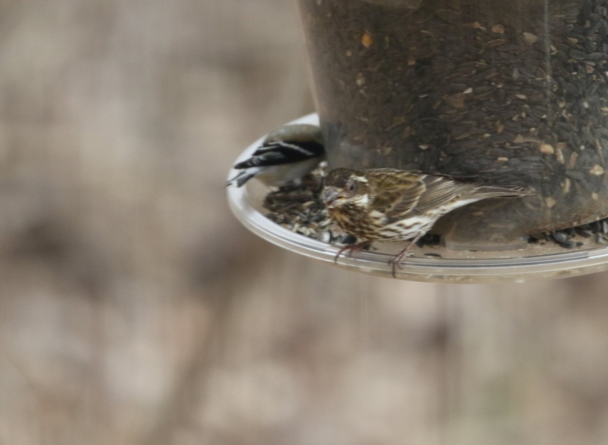Purple Finch - ML537547891