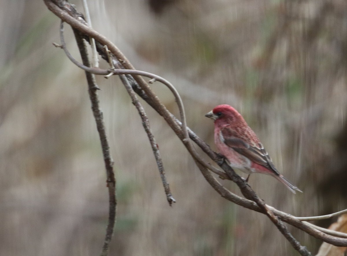 Purple Finch - ML537547901