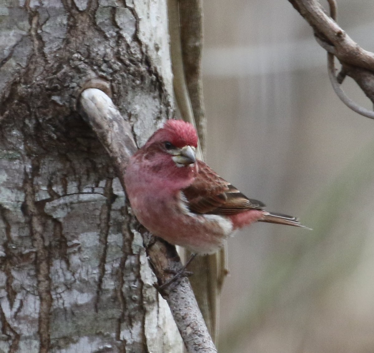 Purple Finch - ML537547911
