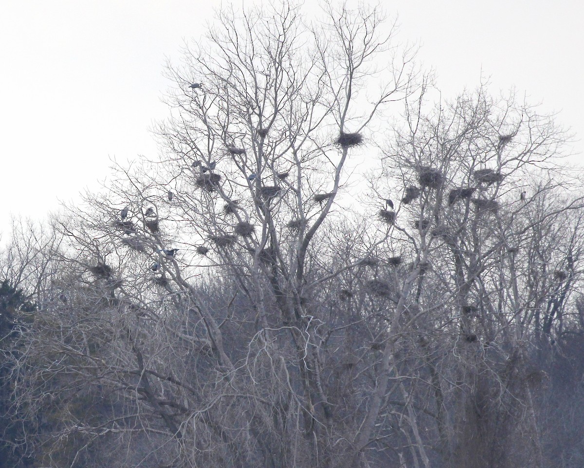 Great Blue Heron - ML537548321