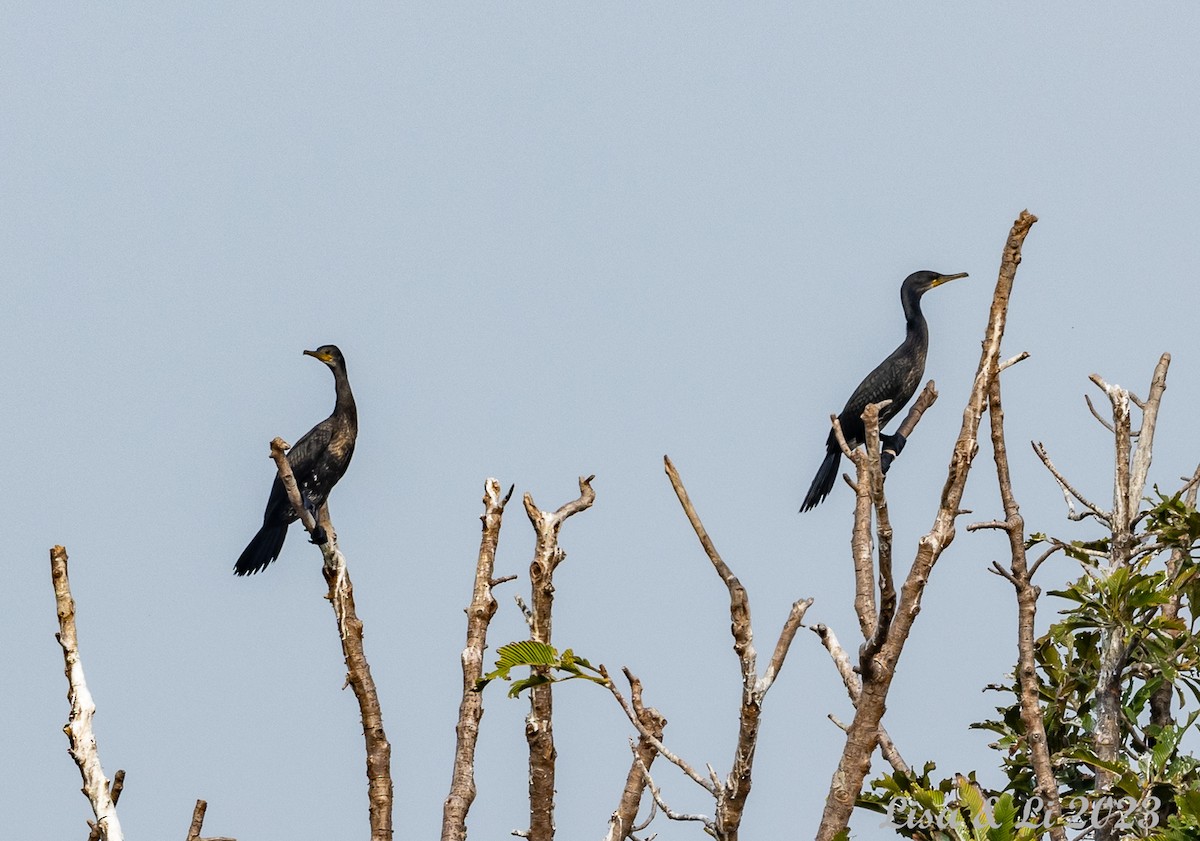 Indian Cormorant - ML537548941