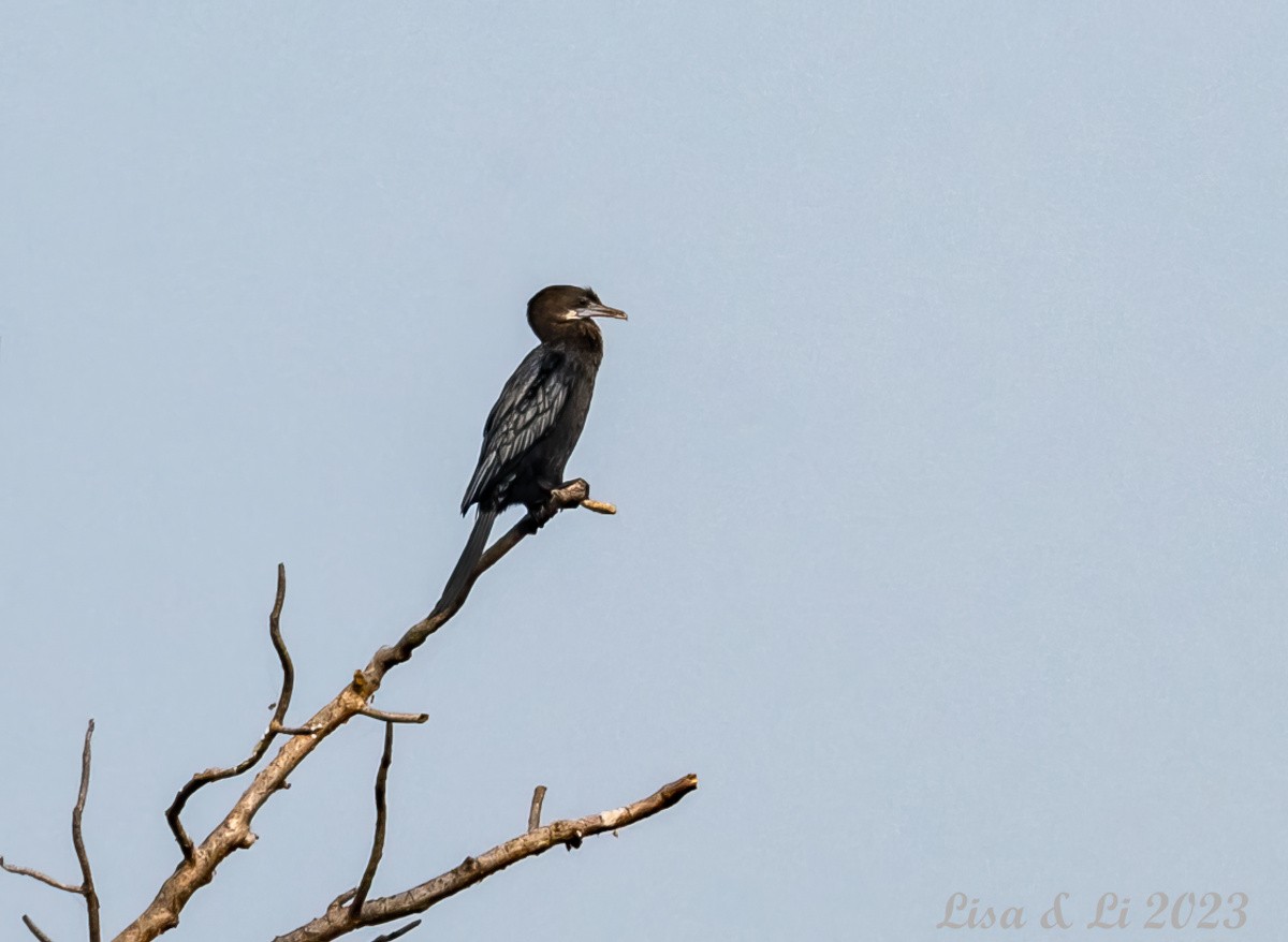 Little Cormorant - ML537549071