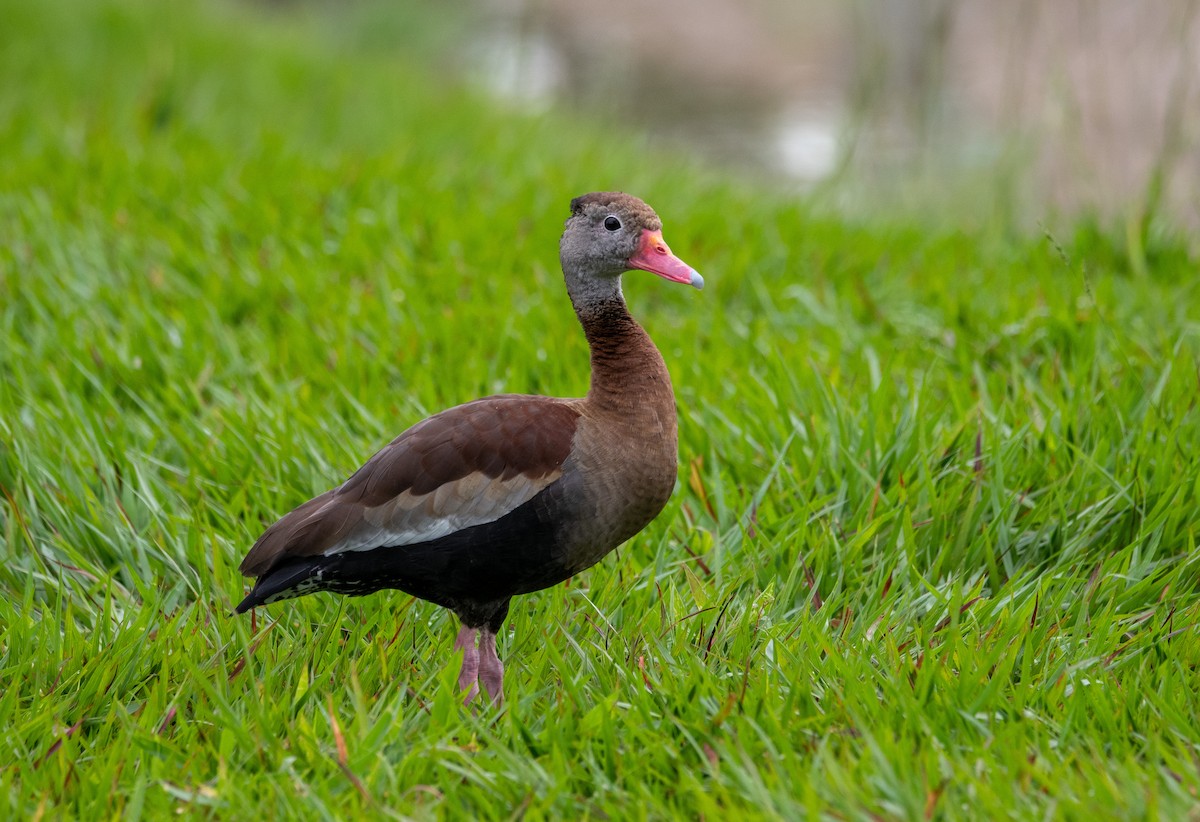 Black-bellied Whistling-Duck - ML537549121