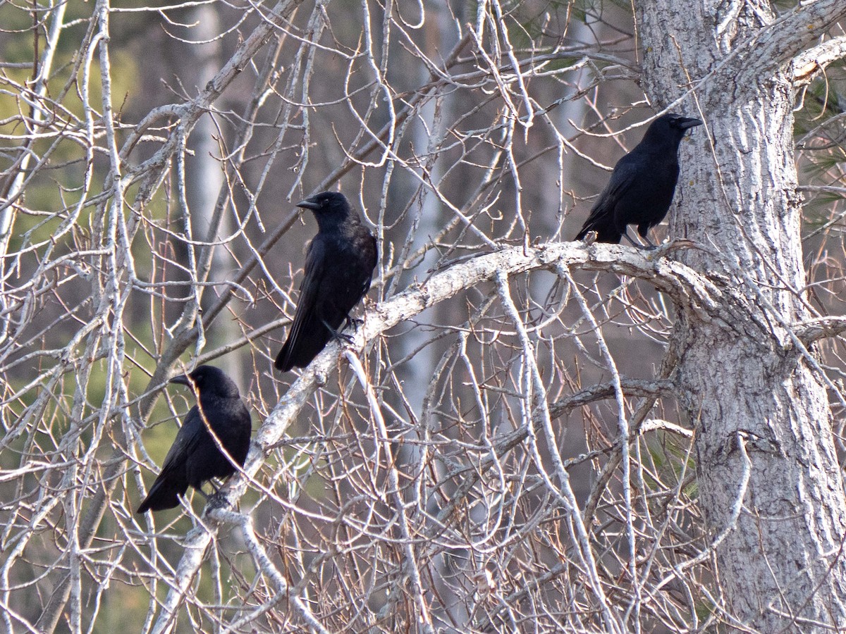 American Crow - ML537549151
