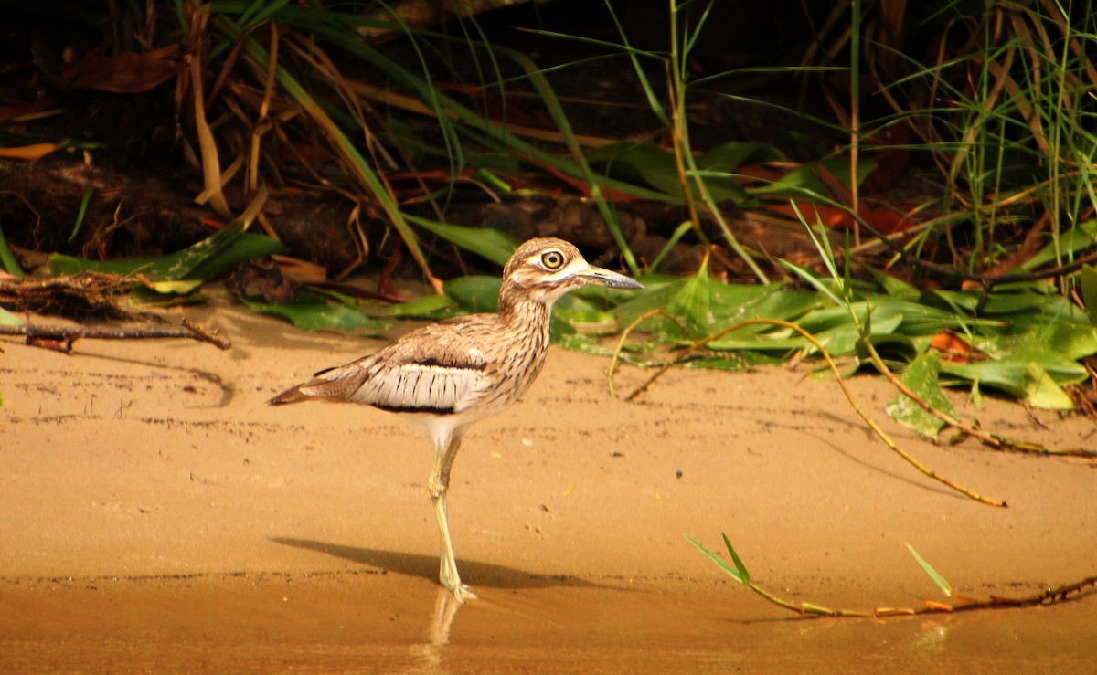 Senegal Thick-knee - ML537549381