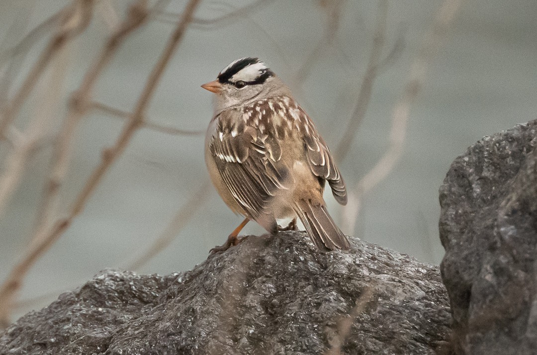 White-crowned Sparrow - Daniel PICARD