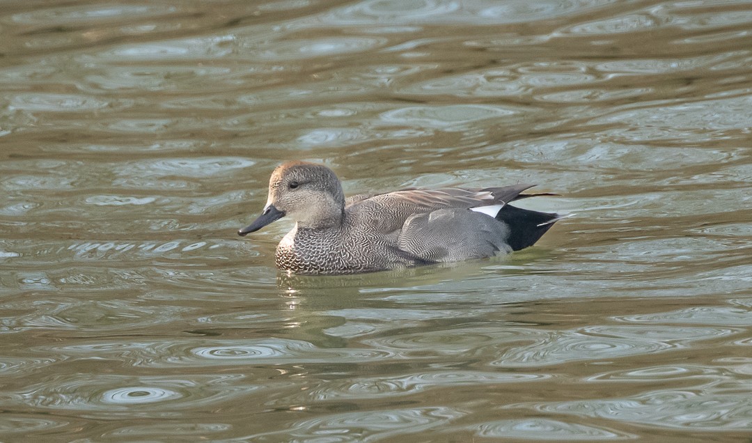 Gadwall - Daniel PICARD