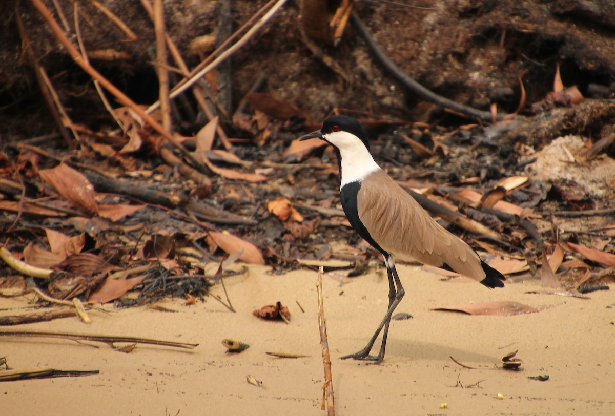 Spur-winged Lapwing - Stanislas Sibille