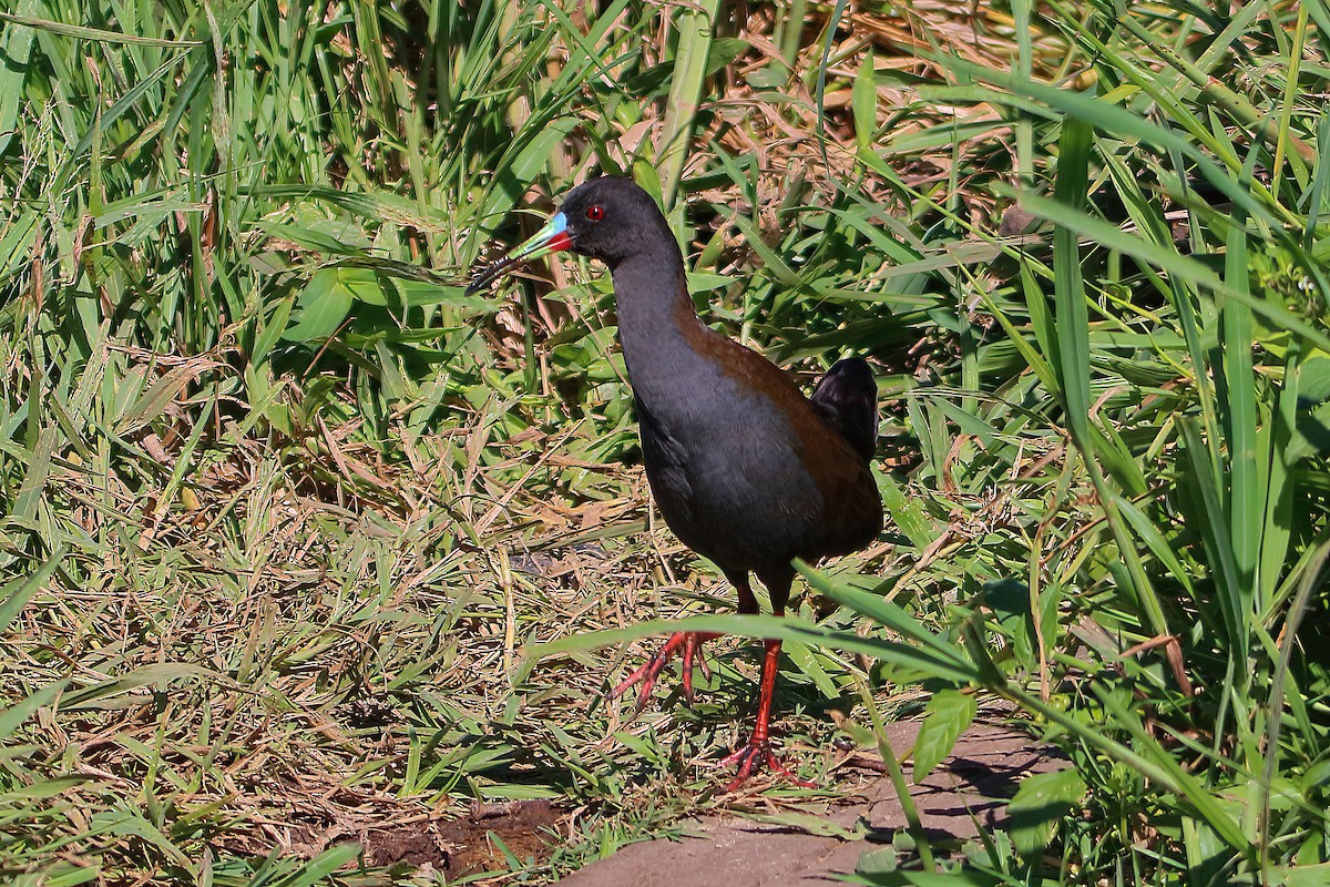 Plumbeous Rail - Fabio Landmeier