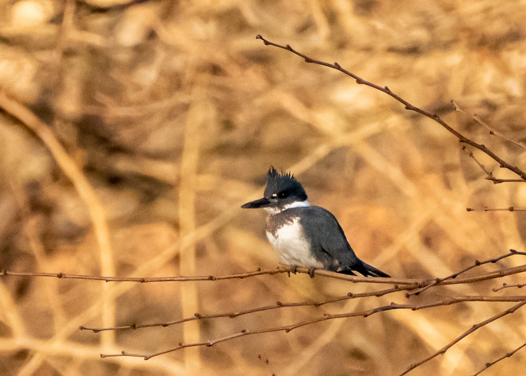 Belted Kingfisher - Daniel PICARD