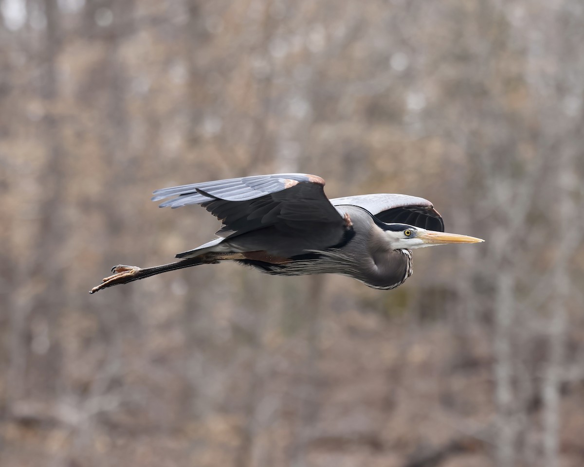 Great Blue Heron - ML537551111