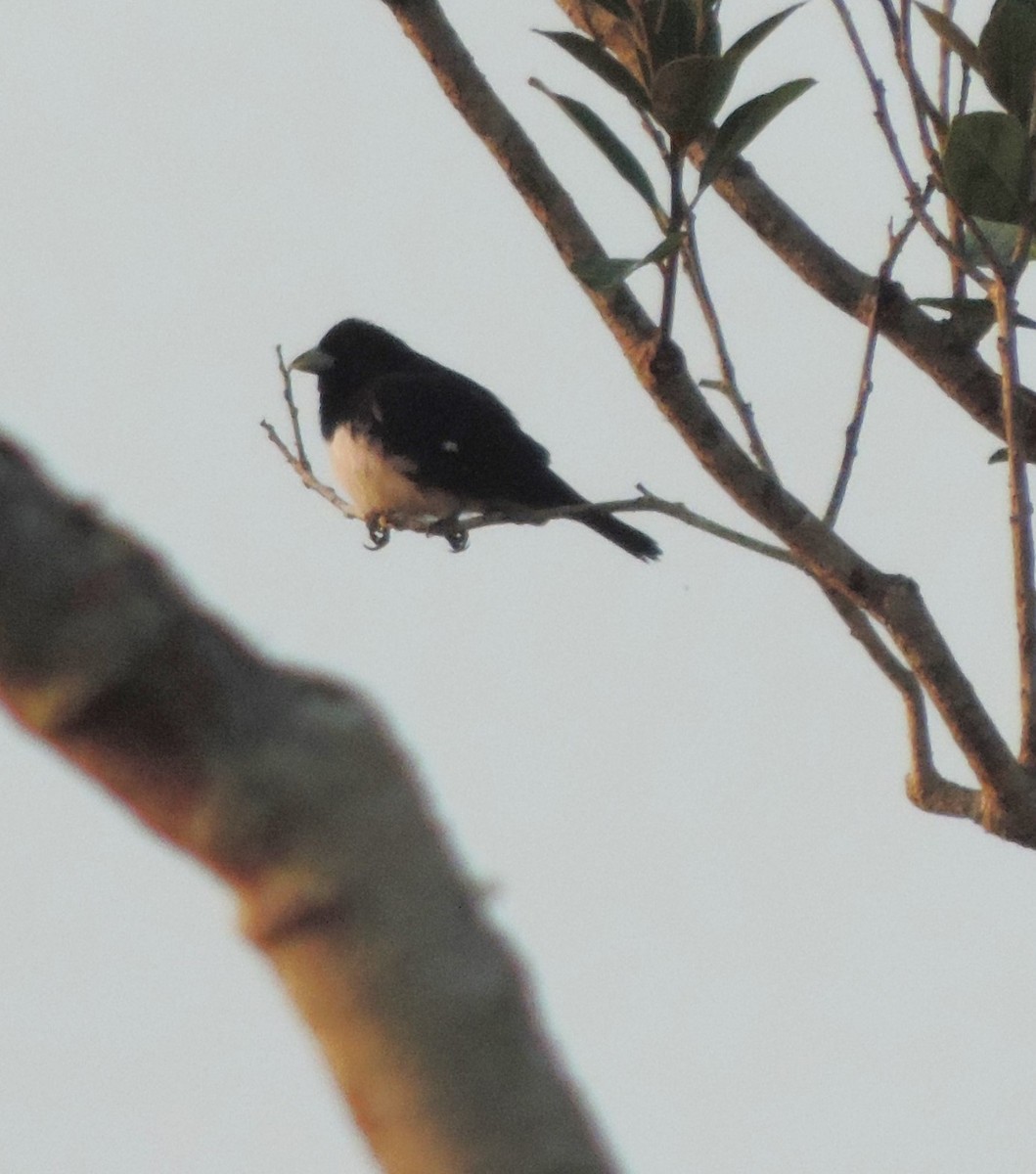 Cone-billed Tanager - ML537551201