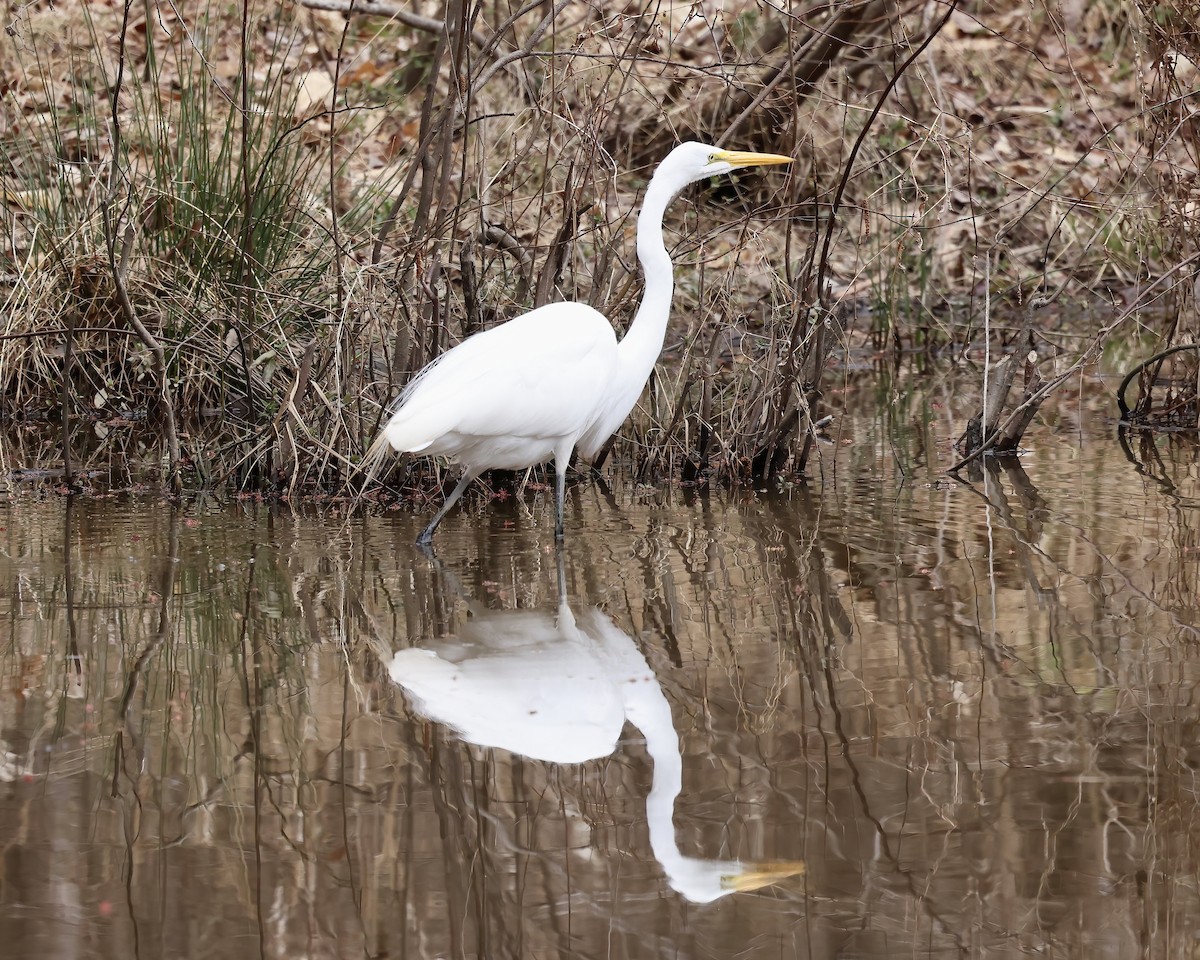 Great Egret - ML537551261