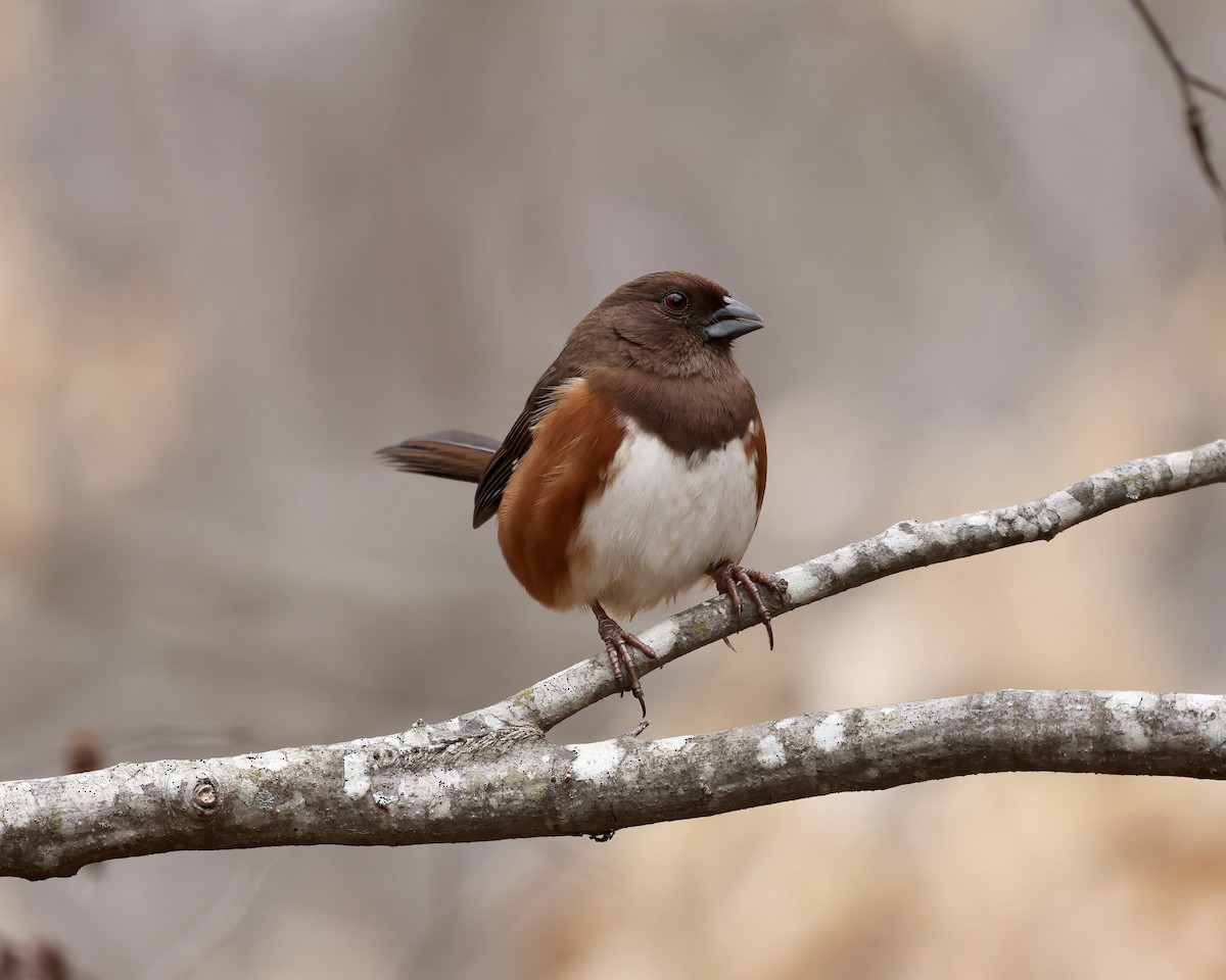 Eastern Towhee - ML537551731
