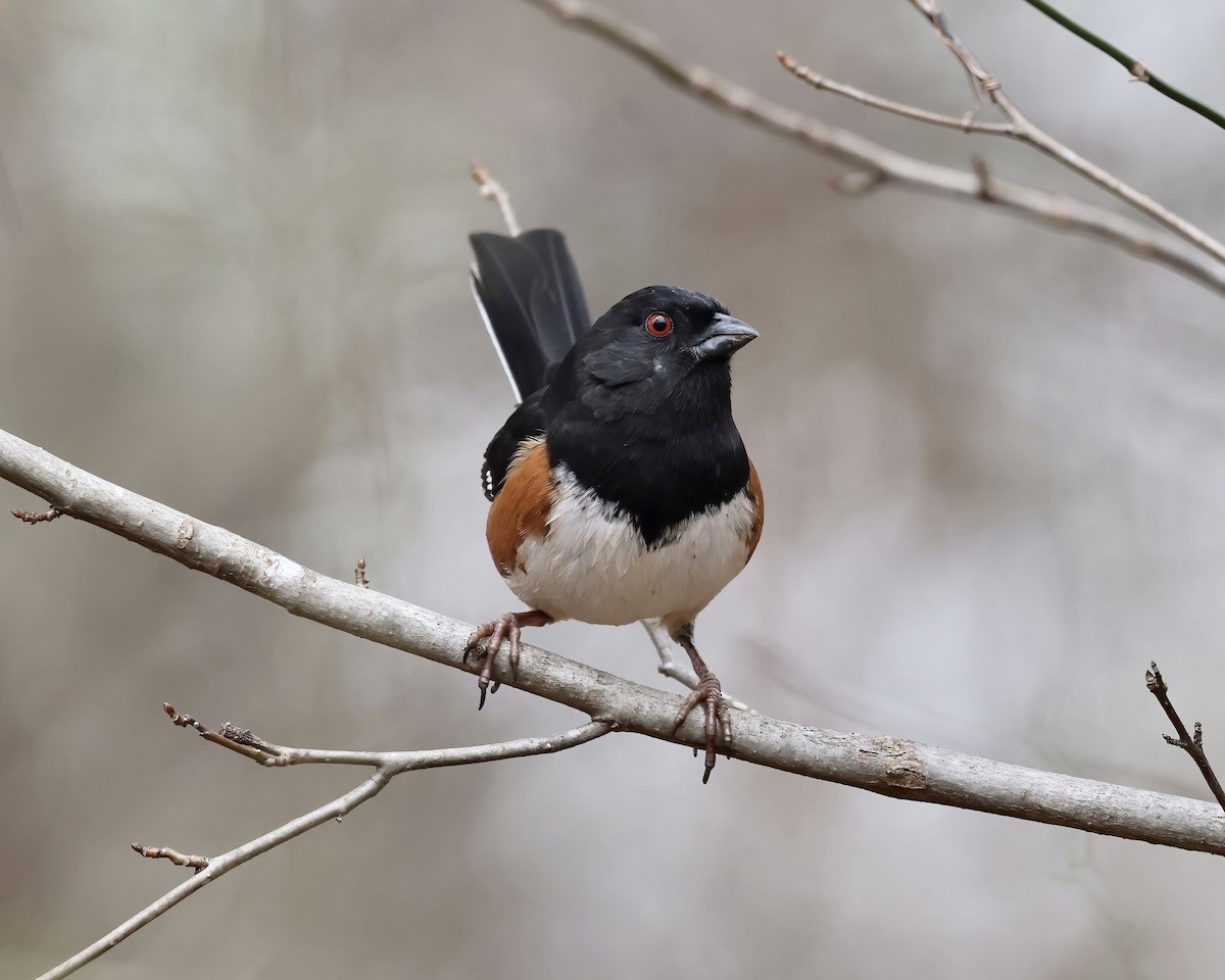 Eastern Towhee - ML537551741