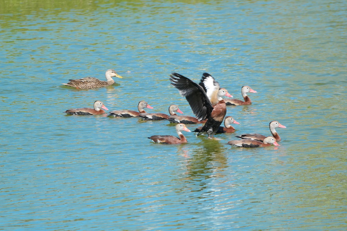 Black-bellied Whistling-Duck - David Blanchette