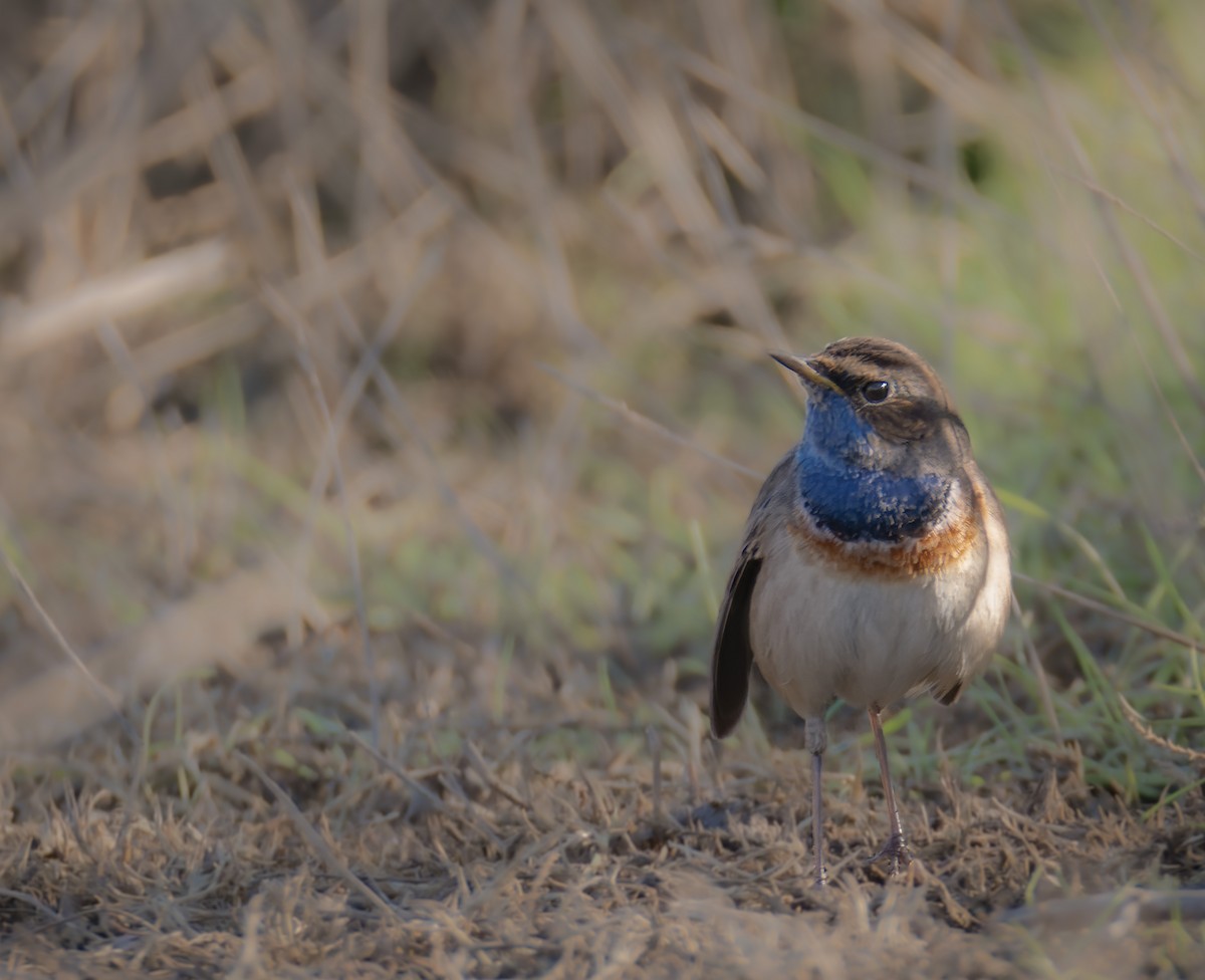 Bluethroat (Red-spotted) - ML537553331