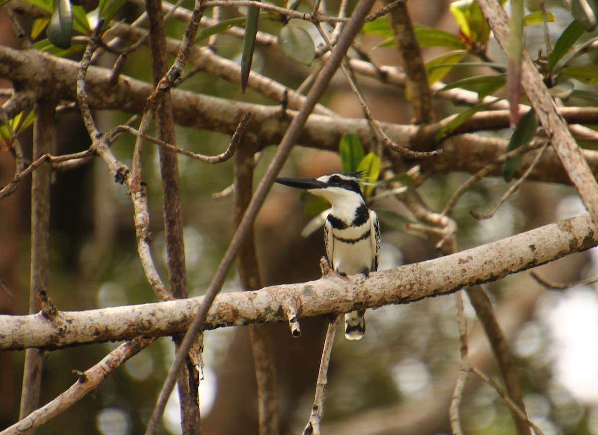 Pied Kingfisher - ML537553581