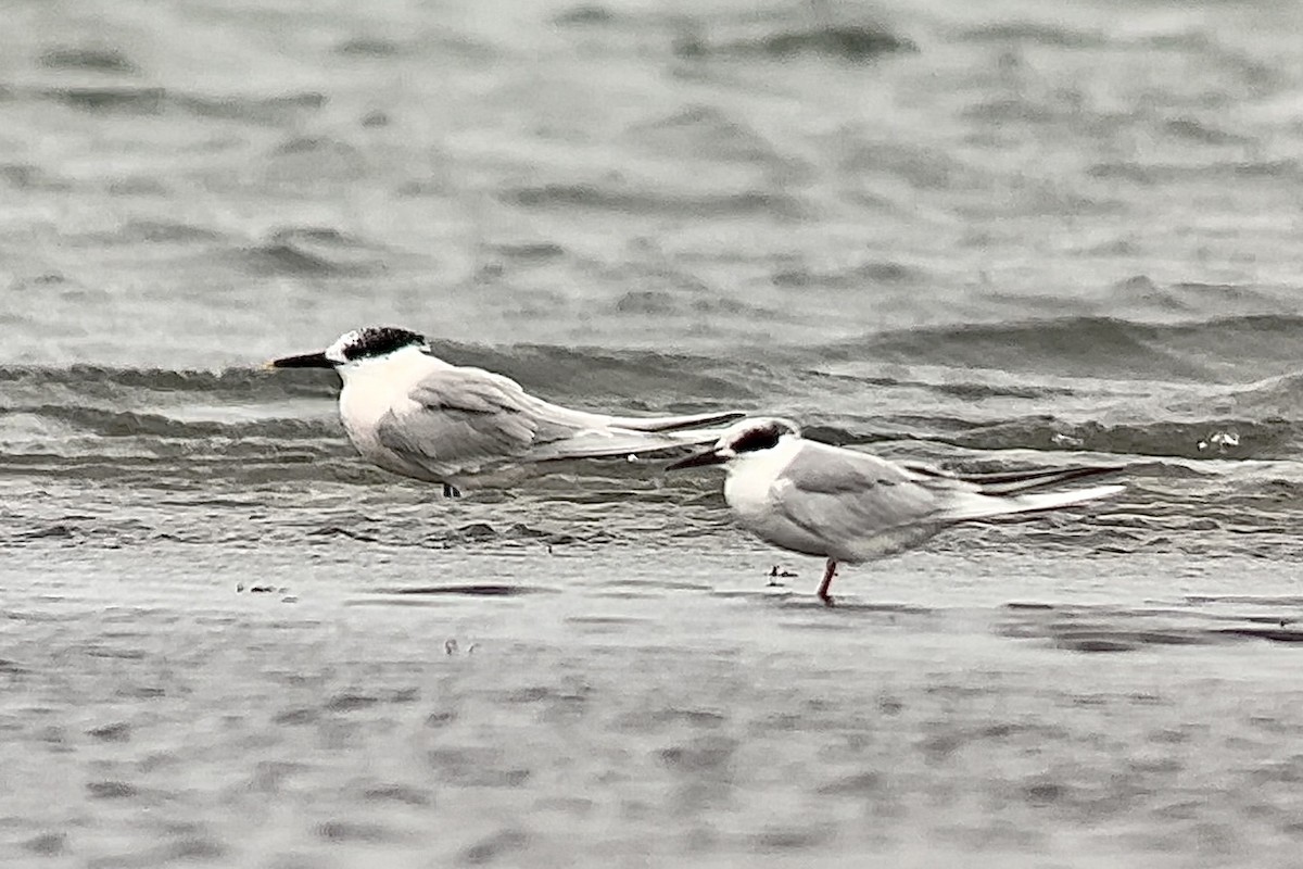 Forster's Tern - ML537554071