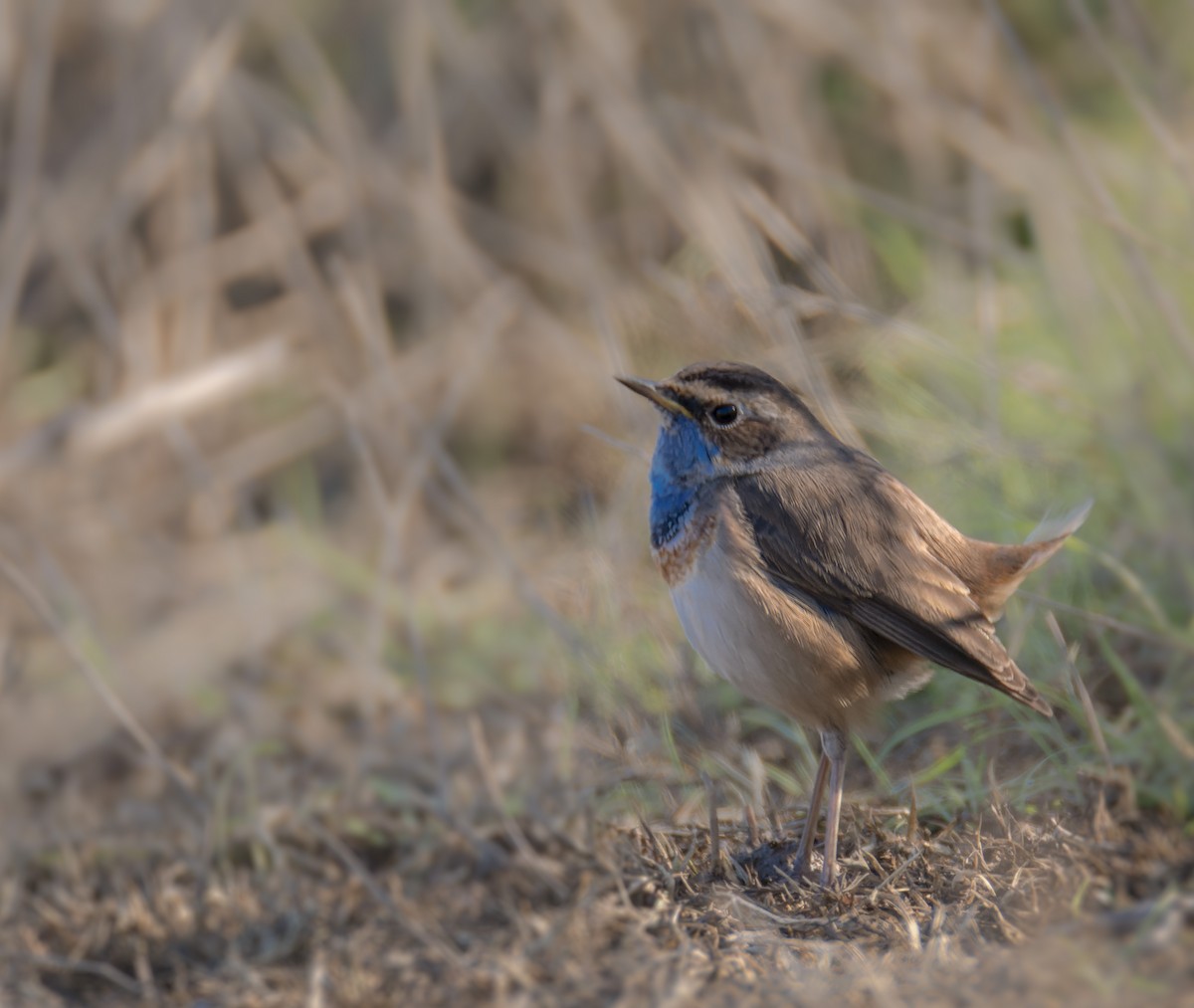 Bluethroat (Red-spotted) - ML537554771