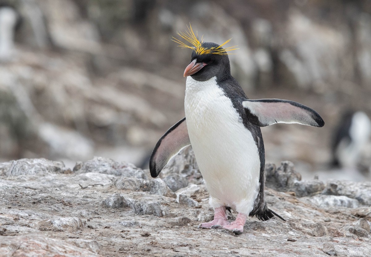 Macaroni Penguin - Kevin Vande Vusse