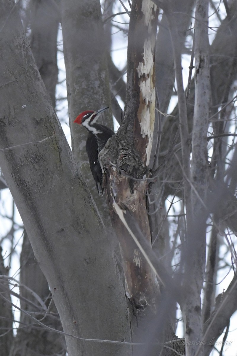 Pileated Woodpecker - ML537555261