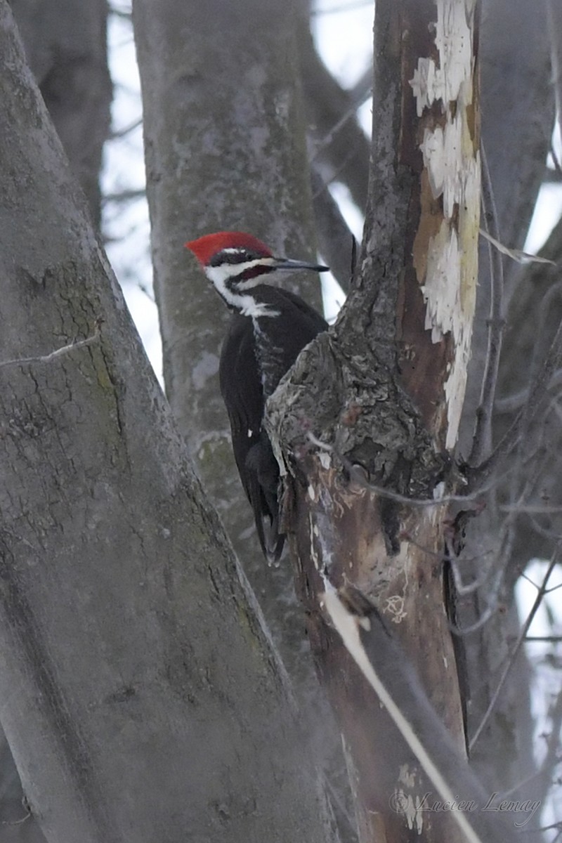 Pileated Woodpecker - ML537555341
