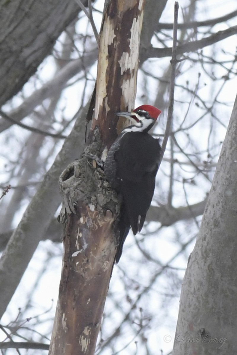 Pileated Woodpecker - ML537555451