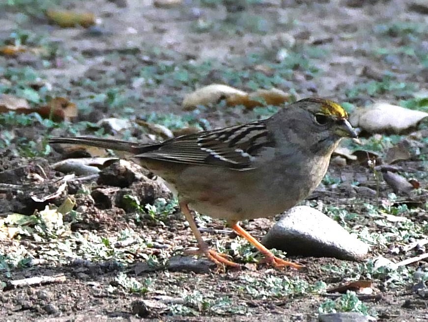 Golden-crowned Sparrow - ML537555461