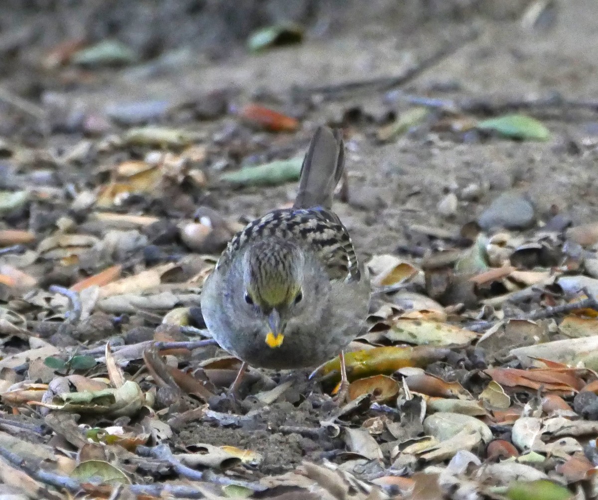 Golden-crowned Sparrow - ML537555611