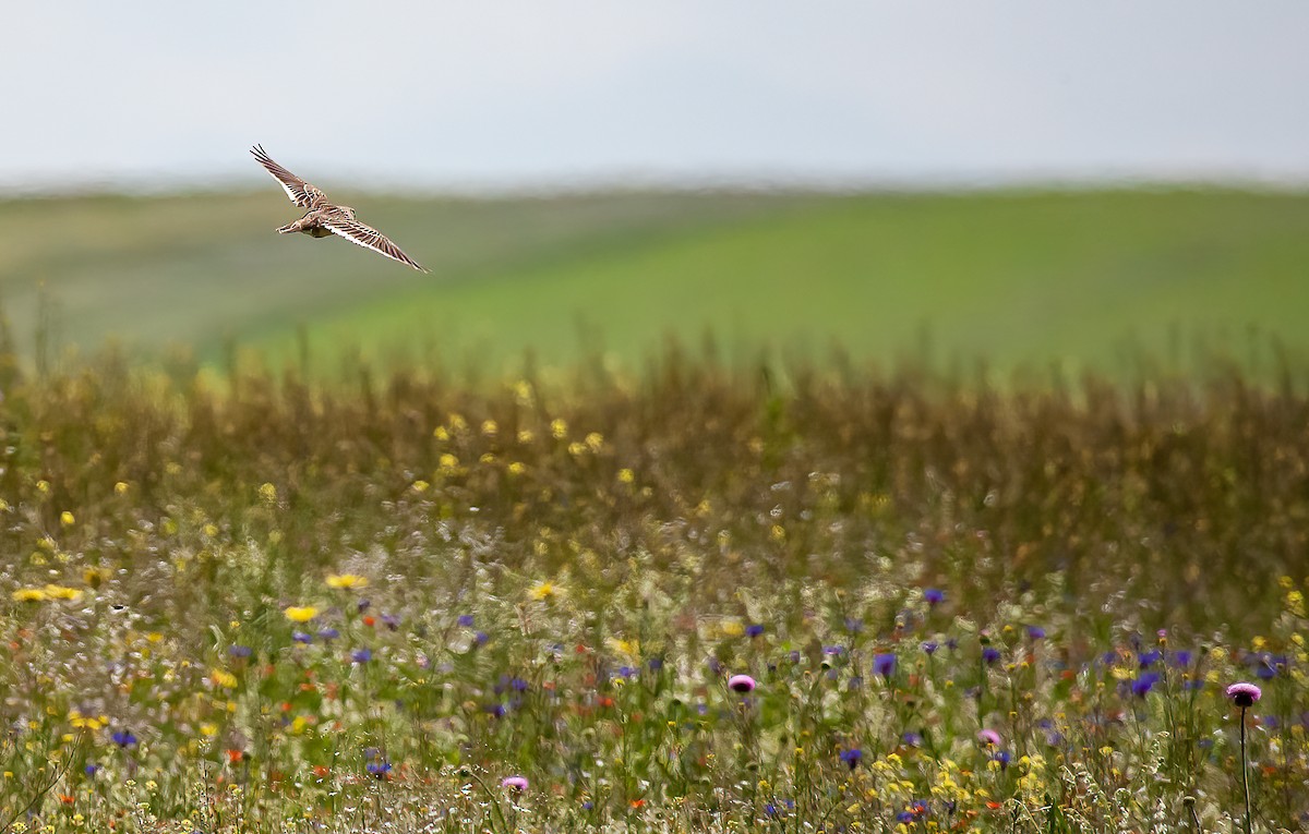 Calandra Lark - Chris Jones