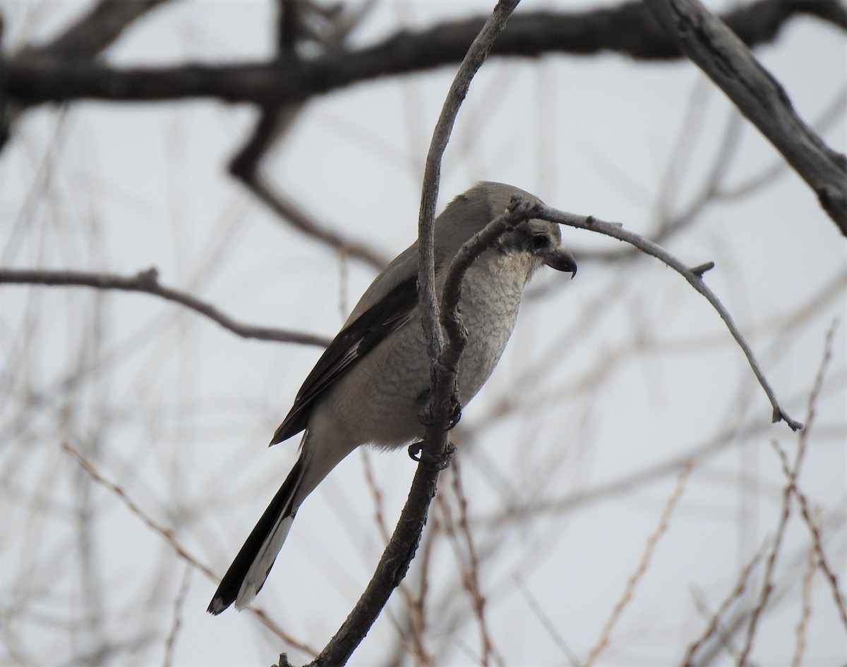 Northern Shrike - ML537556121