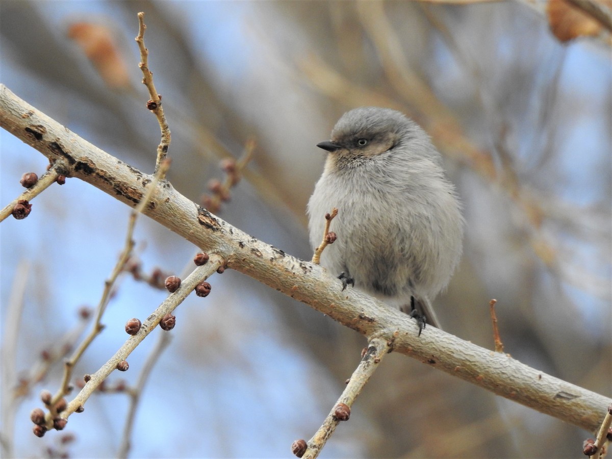 Bushtit - ML537556351