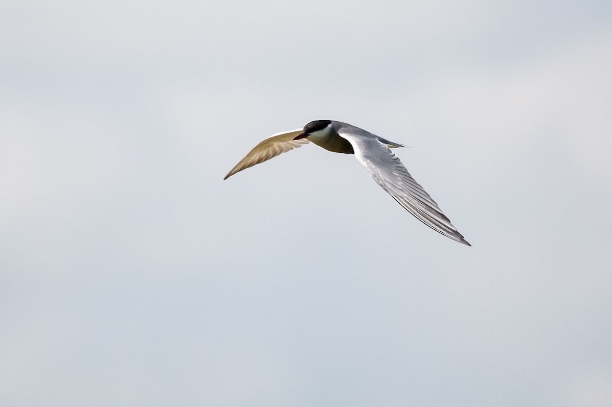 Whiskered Tern - ML537556361