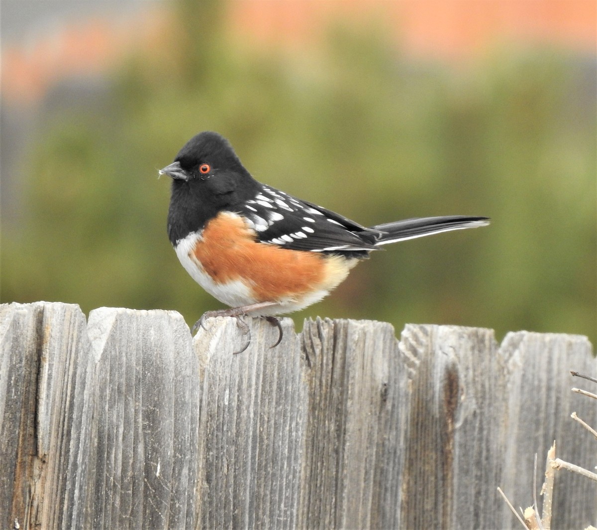 Spotted Towhee - ML537556471