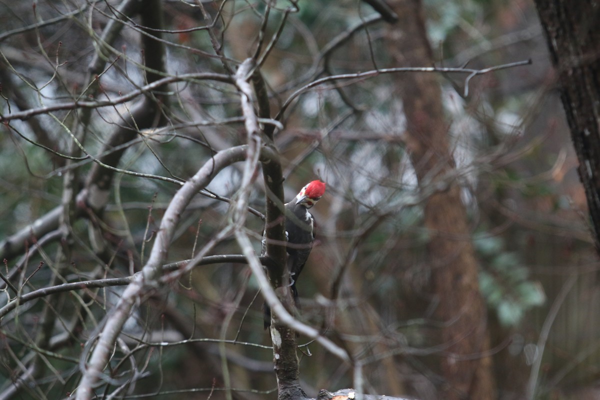 Pileated Woodpecker - ML537556831