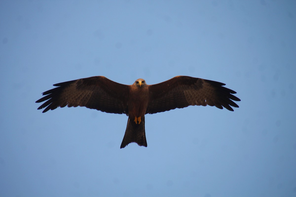 Black Kite - Stanislas Sibille