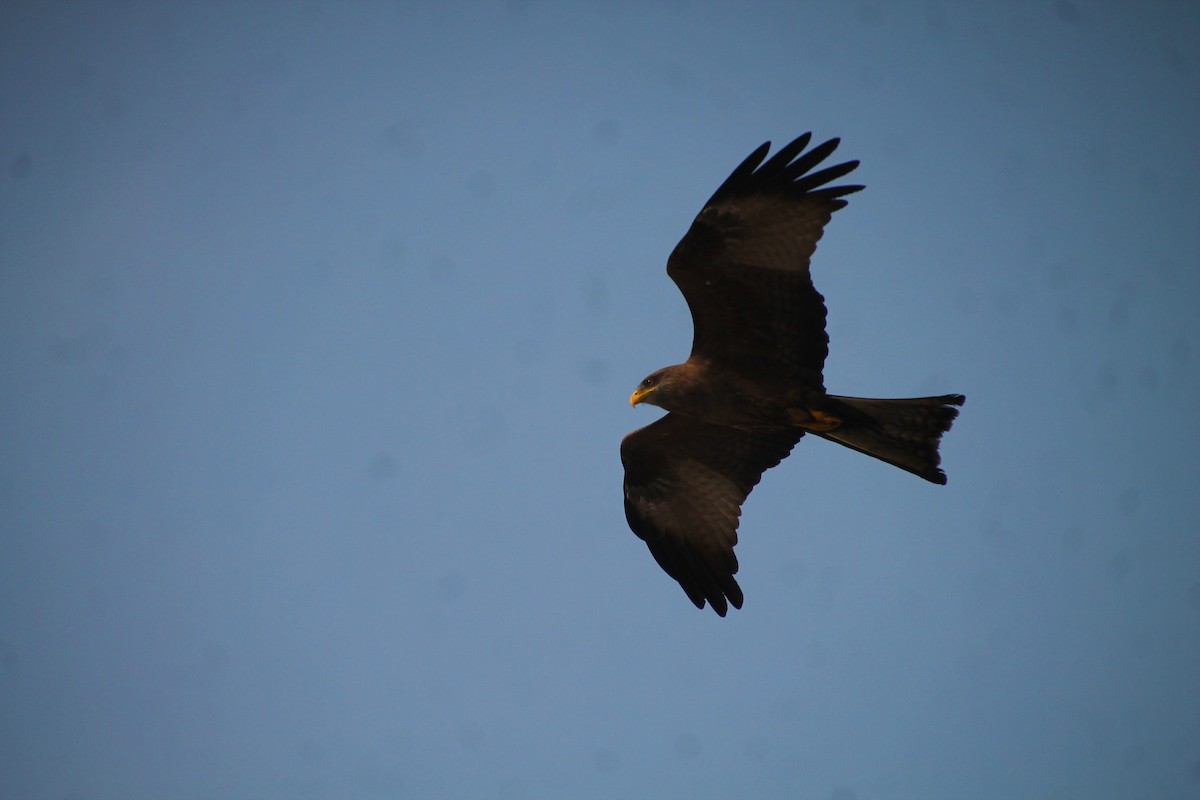 Black Kite - Stanislas Sibille