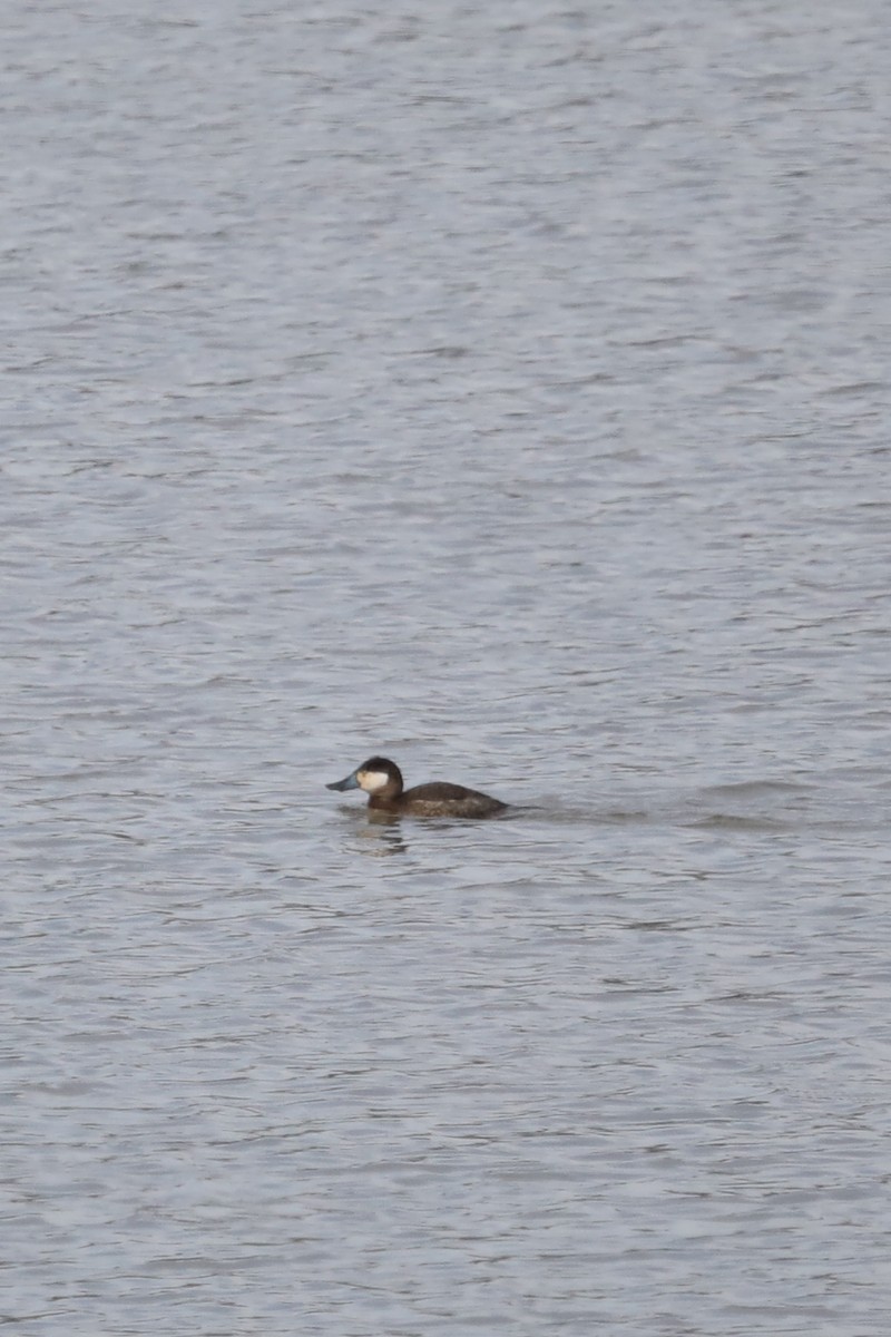 Ruddy Duck - ML537558201