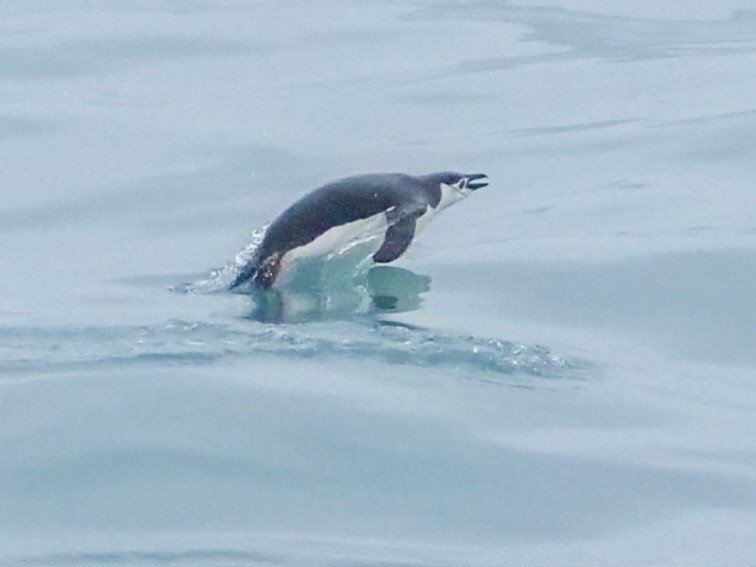 Chinstrap Penguin - ML537558321