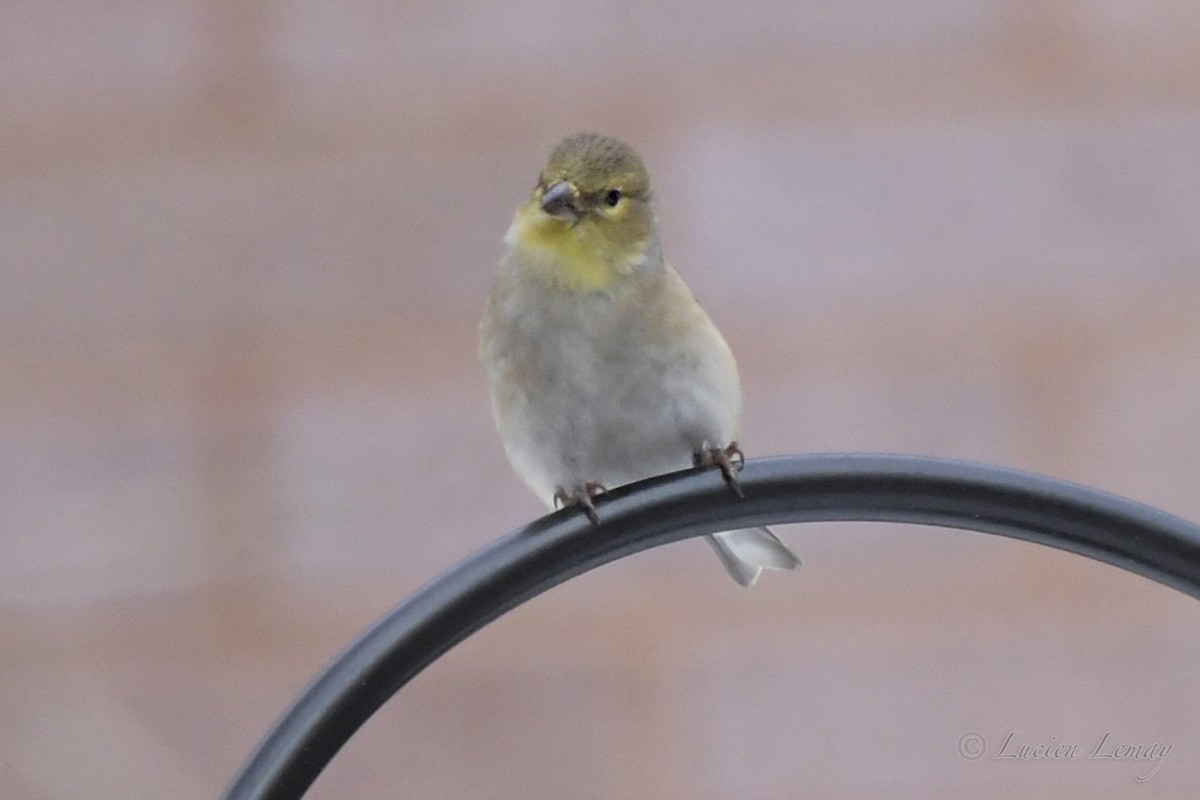 American Goldfinch - ML537558461