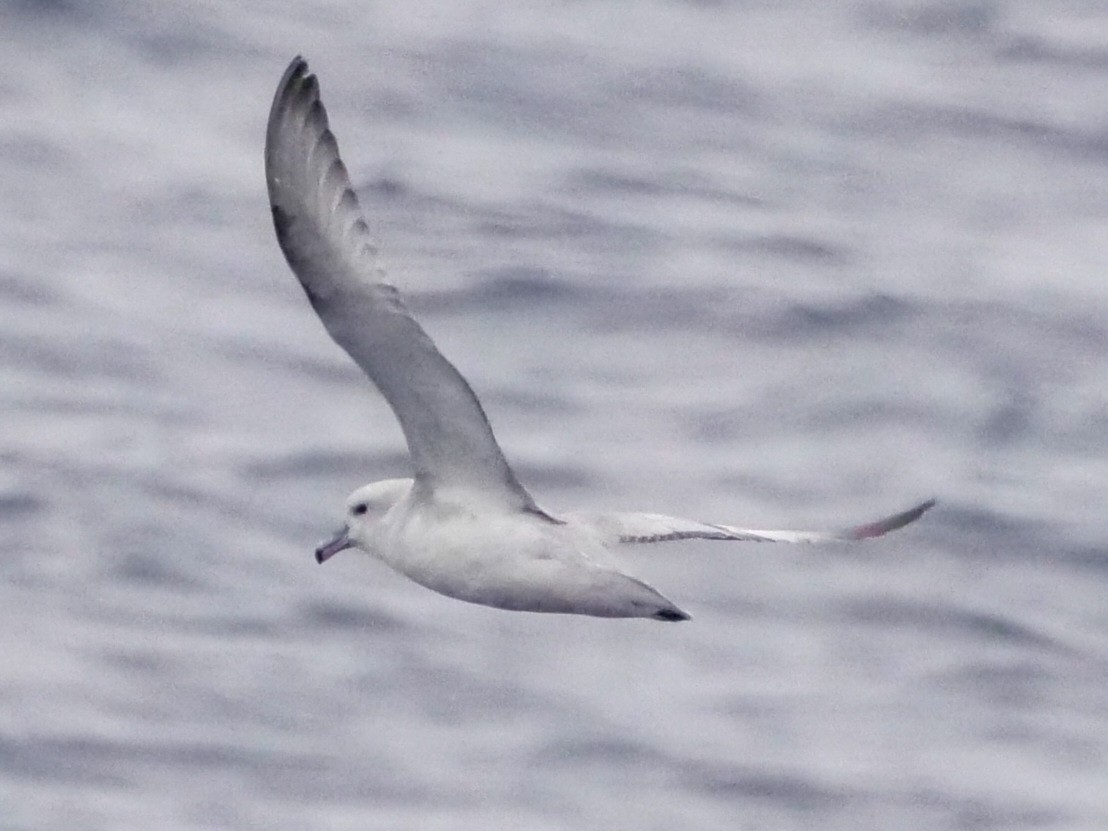 Southern Fulmar - ML537558641