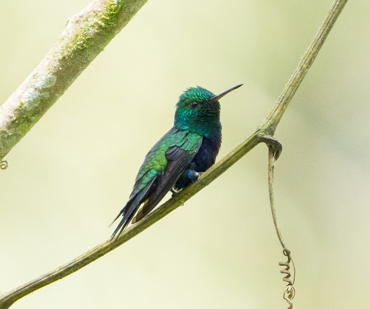 Violet-bellied Hummingbird - Stephen Menzie