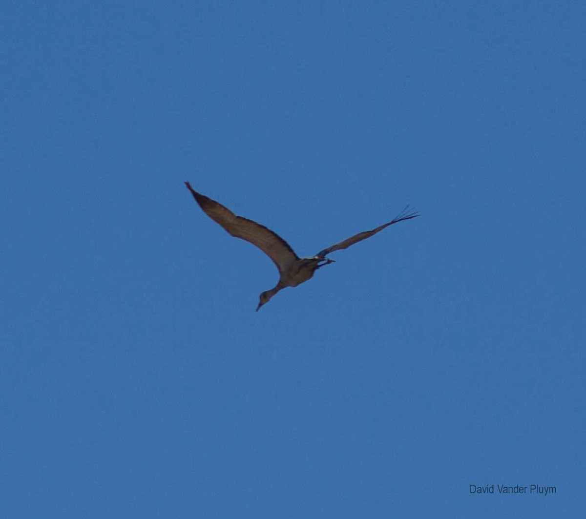 Sandhill Crane - ML537559561