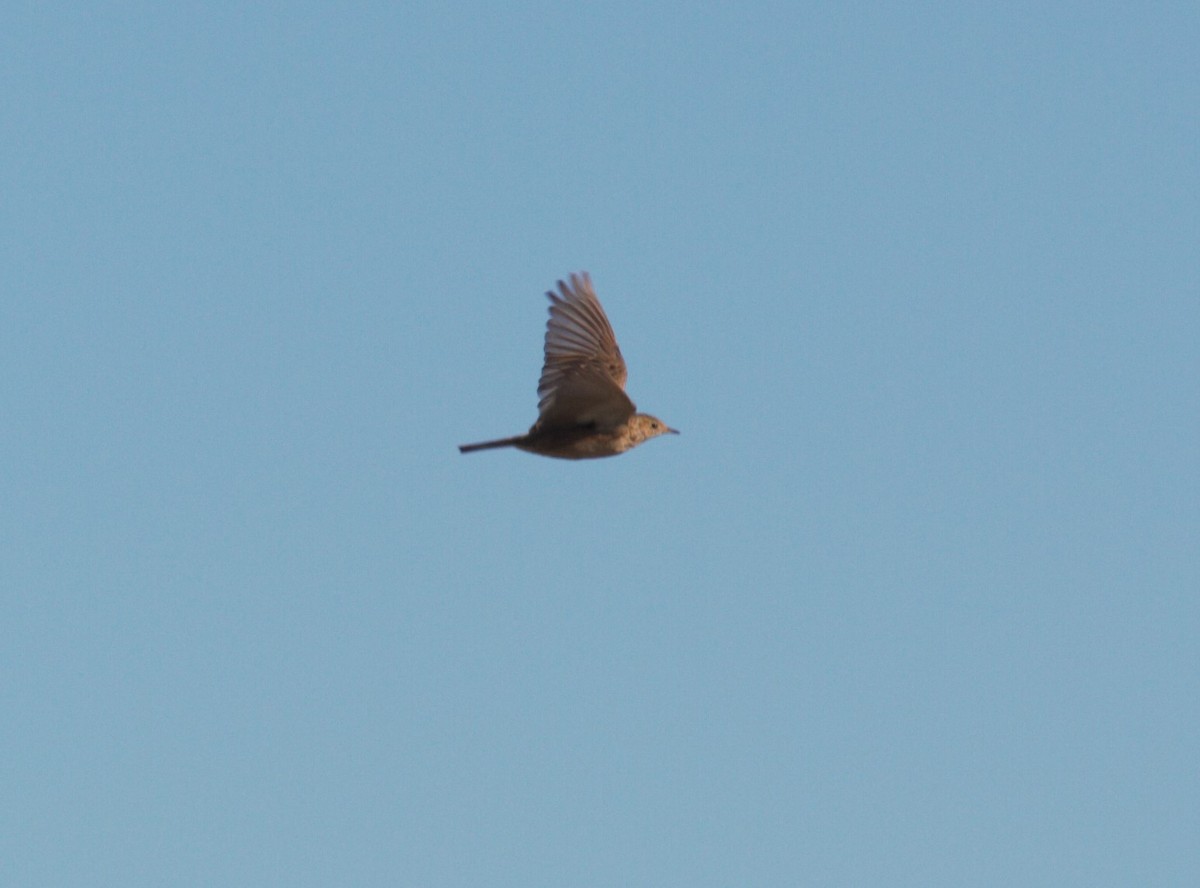 Sprague's Pipit - David Vander Pluym