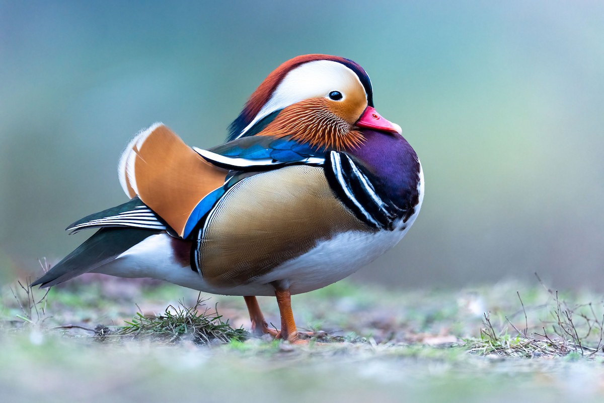 Mandarin Duck - ML537560191