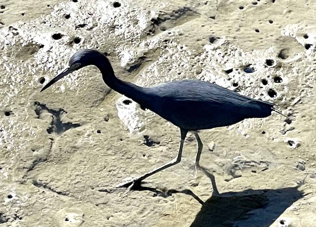 Little Blue Heron - ML537560241