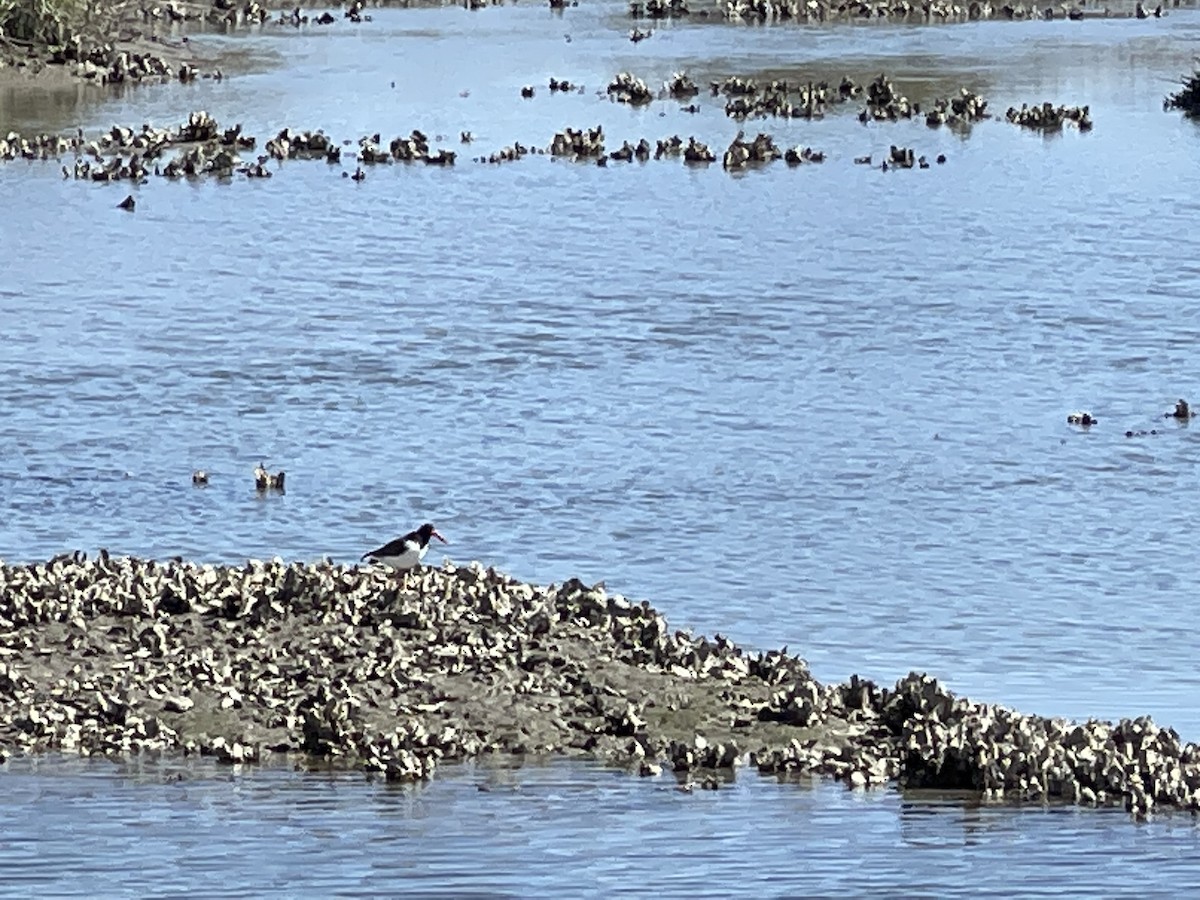 American Oystercatcher - ML537560521