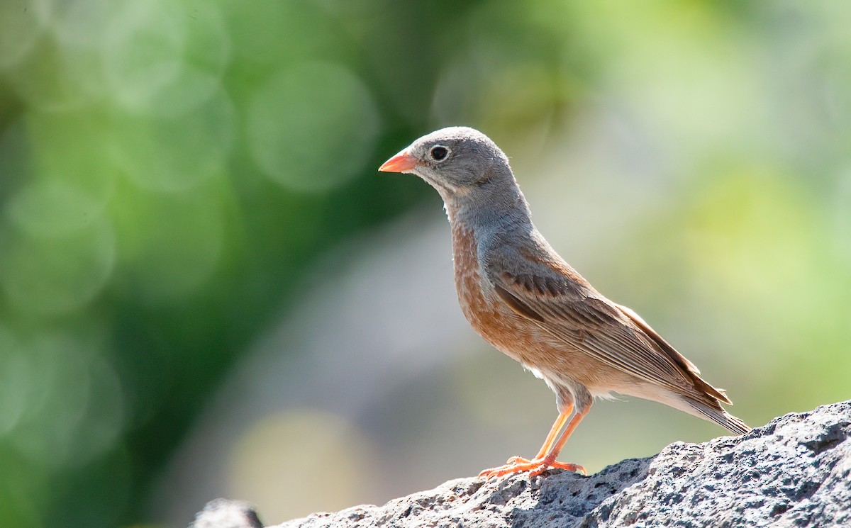 Gray-necked Bunting - ML537560581