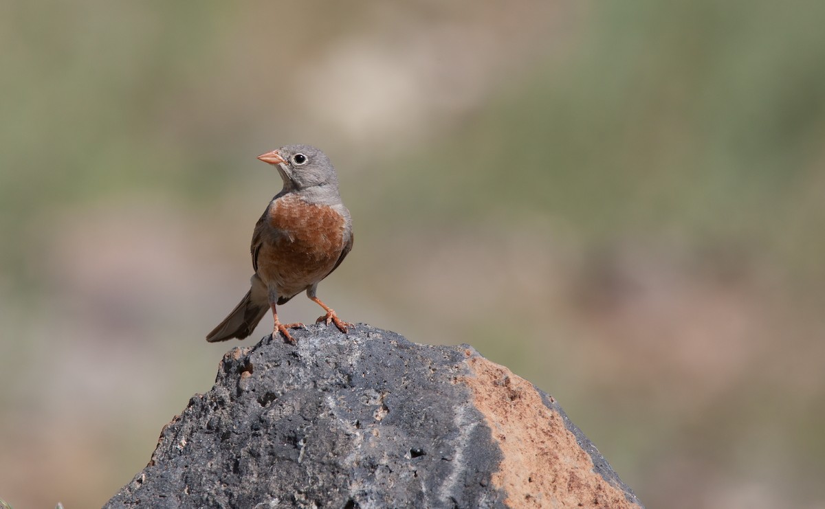 Gray-necked Bunting - ML537560621